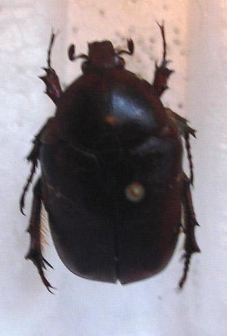 Réf. 237 800 : Protaetia ungarica